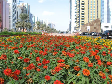 Flowers in full bloom at Sheikh