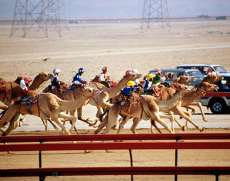 Camel Racehttp://wh